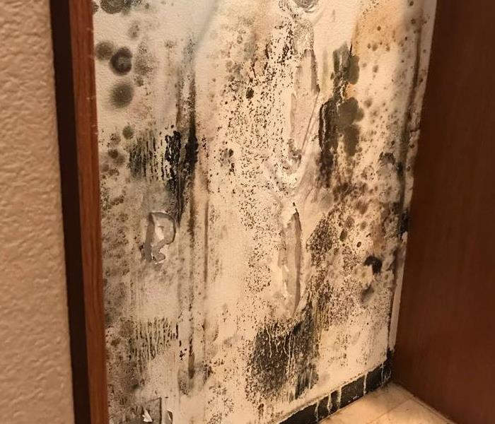 Wall covered in mold. 